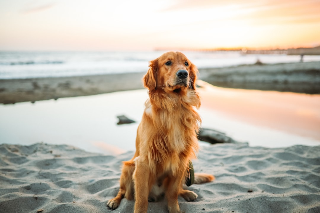 The Unique Beauty of Light Skin Dogs